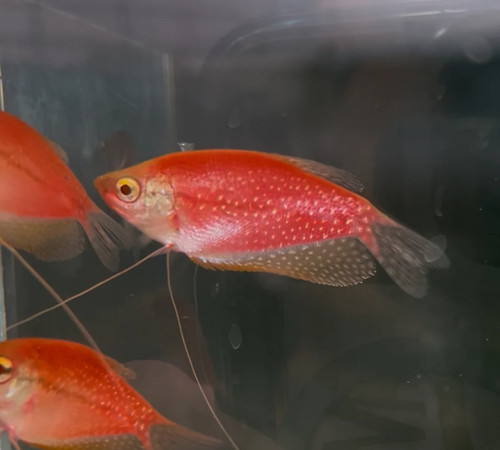 Starfire red glo gourami - starfire,