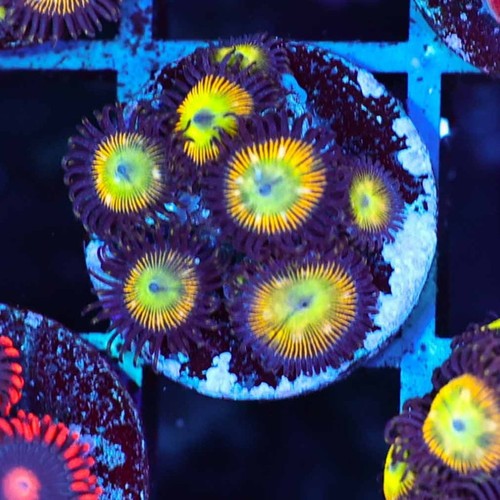 Oasis zoanthids saq coral - oasis,