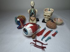 Anatomical Human Torso, Heart