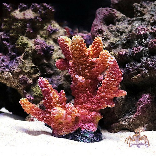 Artificial resin coral reef - resin,