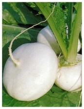 TURNIP - MILAN WHITE - 4 GM