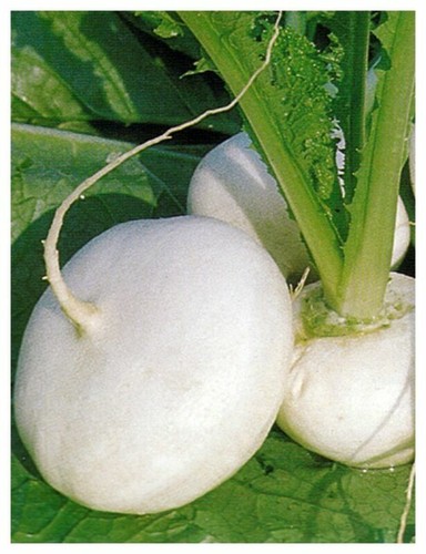 Turnip milan white - -, 4
