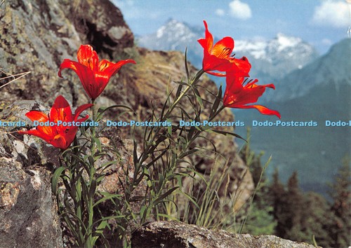 D115165 alpine flowers - d115165, orange
