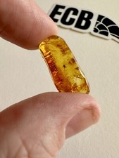Baltic Amber With Mosquito Inclusion. 100% Real, No Fakes. Uk Seller 🇬🇧