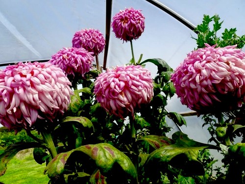 Intermediate purple giant - intermediate,