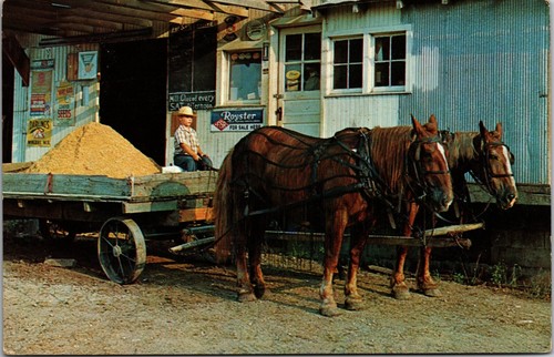 Postcard amish horses and - ,