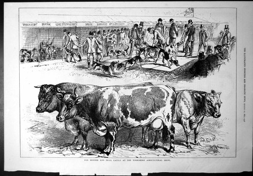 Old print fox hounds - fox, prize