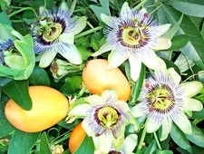 Passiflora caerulea blue - caerulea,