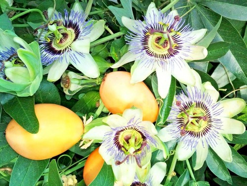Passiflora caerulea blue - caerulea,