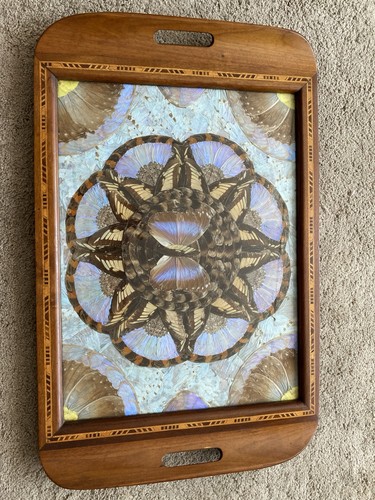 Vintage brazilian butterfly - vintage,