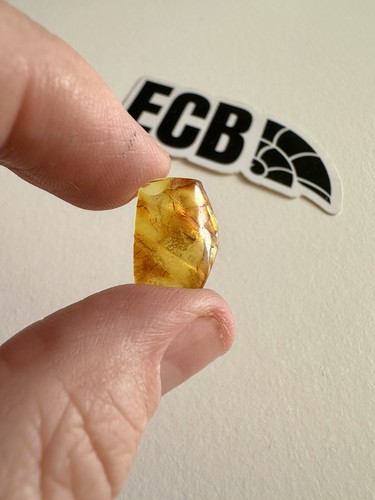 Baltic amber with - baltic,