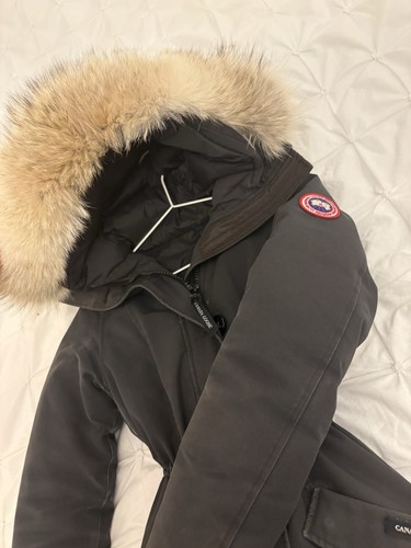 Canada goose - (,