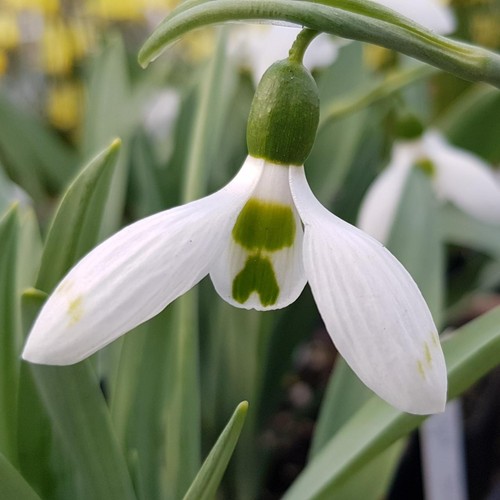 Galanthus elwesii snow - elwesii, ‘snow