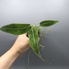 Anthurium Warocqueanum Queen