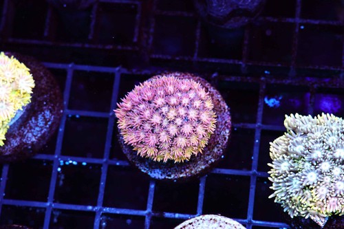 Pink lemonade goniopora - pink,