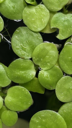 10xlive frogbit floating - 10xlive,