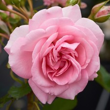Climbing Rose Mamma Mia |
