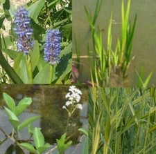 12 Pond Plants Hardy Set