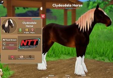 Wild Horse Islands - Seal