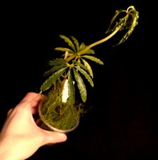 Anthurium polyschistum