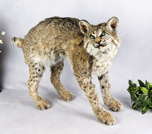 Green eyed bobcat taxidermy - eyed,