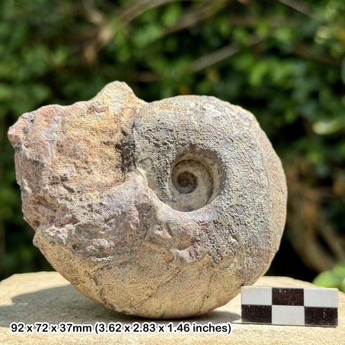 Rare fossil large goniatite - large,