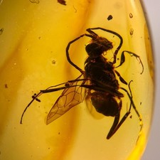 WASP in Burmese / Burmite