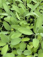 10 X Sage XL Plug Plants