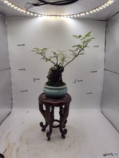 Miniature Chinese Rose (Thumb