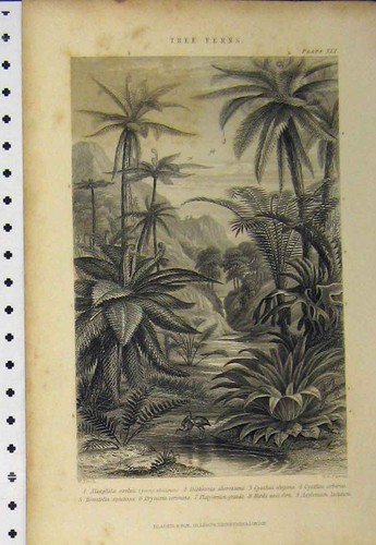 Old antique print - old, trees