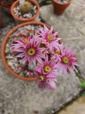 Sempervivum 'Mayfair' (House Leek)