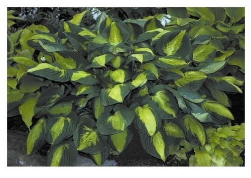 Hosta captain kirk - hosta,