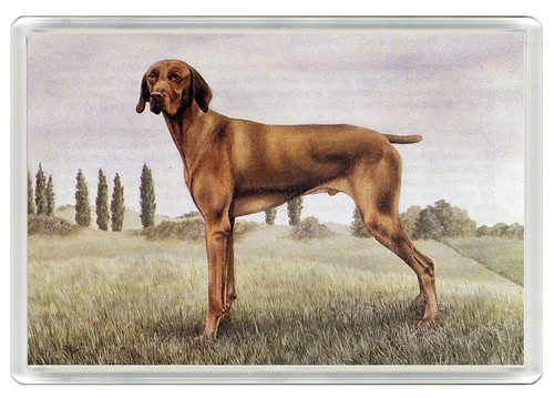 Hungarian vizsla dog - vizsla,
