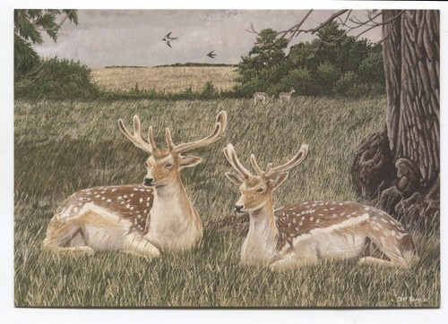 Vintage animal art - animal, postcard