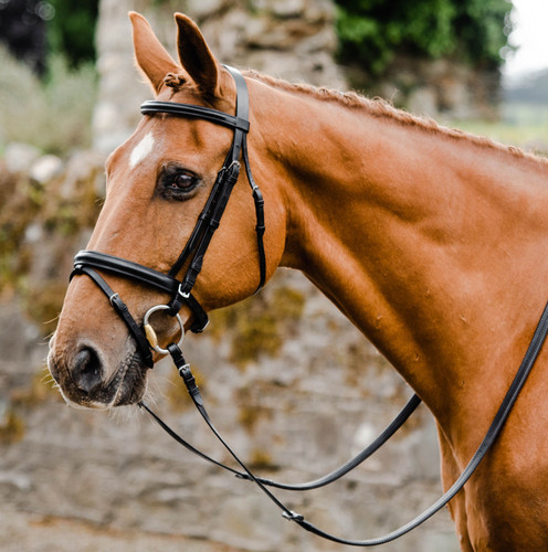 Equi sential horse bridle - horse,