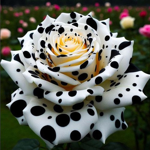 100pcs muti color rose - 100pcs,
