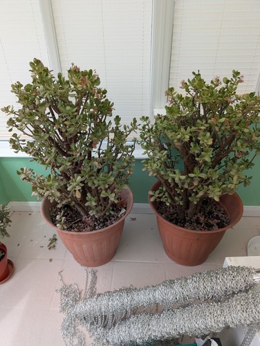 Jade money plant years old - 25+,