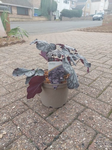 Heuchera velvet night pot - heuchera,