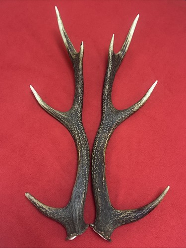 Pair sika deer antlers - sika,