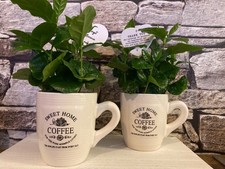coffe plant in cup teatchers gift