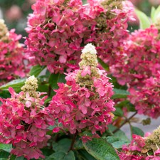 Hydrangea paniculata magical - hydrangea, 'magical