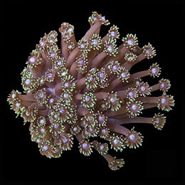 Aquacultured marshall island - marshall,