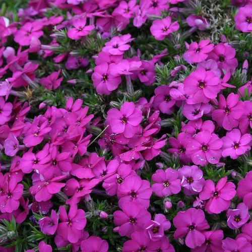 Phlox douglasii red admiral - phlox,