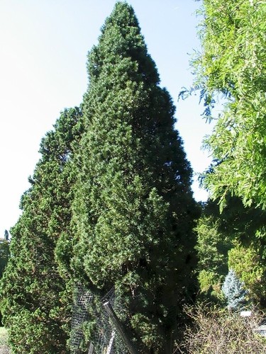 Taxus baccata fastigiata - taxus, 'fastigiata