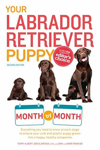 Your labrador retriever puppy - your,