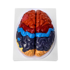 Life-Size Human Brain