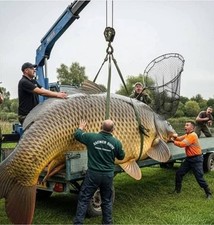 Fox Bite Alarm Micron E Great Condition