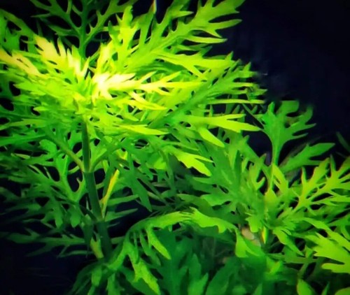 Hygrophila difformis water - hygrophila,