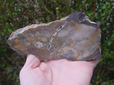 Cut & lightly polished FOSSIL WOOD Slab Oregon, USA