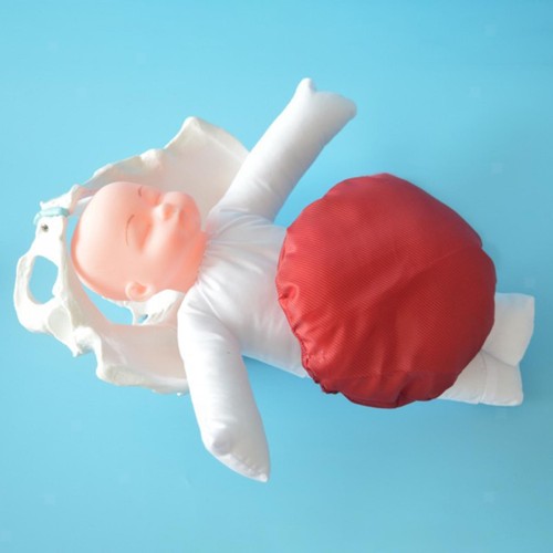 Female pelvic anatomy model - female,